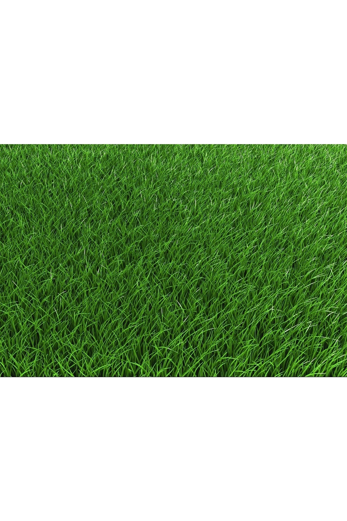 GREEN KING Dört Mevsim Yaz Kış Yeşil Çim Tohumu 4 Lü Karışım 1 Kg